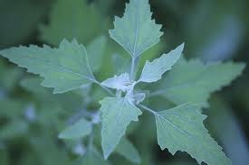 lambs quarters